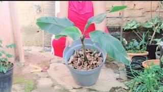 How to Prune the Dry Leaves of Musa Aculeata / Pink Banana and Use as Fodder   #plants #garden