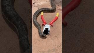 Simple easy snake trap using pliers & hole #shortsvideo2024snaketrap