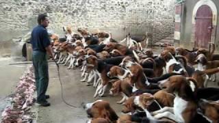 Crazy feeding frenzy with the hounds at Chateau Cheverny