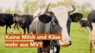 Keine Milch und Käse mehr aus MV? Käserei in Dargun kurz vor Schließung