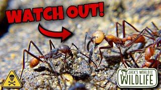 FINDING The DEADLIEST ANTS In SOUTH AMERICA!