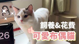 【與可愛布偶貓小白的幸福生活】用品、飼料、花費大公開