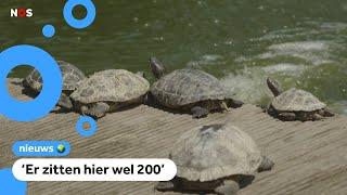 Schildpaddenplaag in Nederland