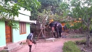 Wild Elephant enters an Indian village - see the drama