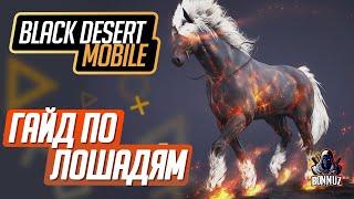 Black Desert Mobile - Гайд по лошадям в BDM. Поиск и приручение, навыки, скрещивание.