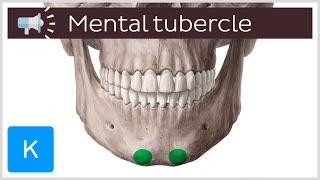 Mental tubercle | Anatomical Terms Pronunciation by Kenhub