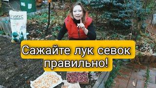 ОЗИМЫЙ ЛУК  Сажаем Лук Севок Правильно | Светлана Самойлова