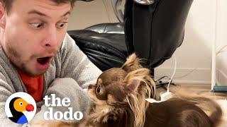 Dog Will Do Anything To Get Her Dad | The Dodo