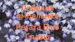 Лобелия ампельная Блю Сплэш  лобелия Блю Сплэш обзор: как сажать семена лобелии Блю Сплэш