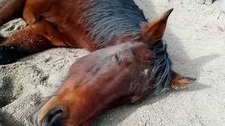 Silly Sleeping Horse Hoof Trim