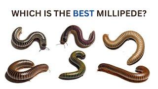 Which is the best pet millipede? Overview of different millipede species