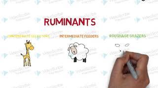 Ruminant and Non-Ruminant Animals