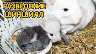 Шиншиллы – разведение и уход