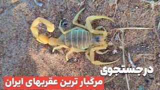 در جستجوی عقرب گادیم و شوش ، خطرناکترین عقربهای ایران