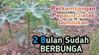 Perkembangan Pepaya Diatas Gundukan