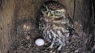 Little Owl Reveals First Egg | Discover Wildlife | Robert E Fuller