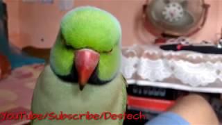 India's no 1 best talking parrot must watch