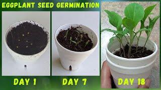 How To Germinate Eggplant Seeds | How To Grow Eggplant From Seeds | DIY Hydroponics