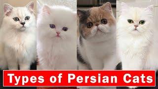 Top 5 Stunning types of Persian Cats |  Persian cats breeds 2022
