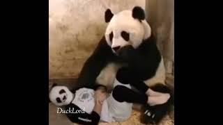 Guy Wearing Panda Mask Scares Panda (Meme)
