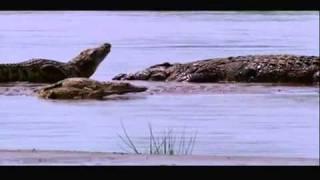 Gustave (The Giant Nile Crocodile) VS The Hippopotamus [Discussion Video]