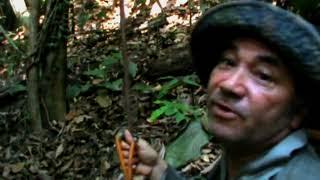 Caçando para sobreviver com armas e armadilhas primitivas! Uma semana na selva Amazônica.