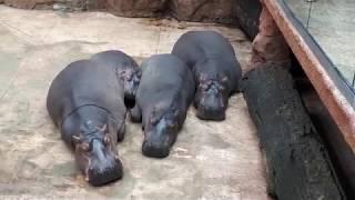 Океанариум во Вроцлавском зоопарке. Afrykarium, Wroclaw Zoo