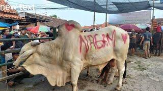 Qurban DESA BODE LOR 2024