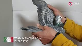 10 Final Fast pigeons Rimini winter audition 2021-2022