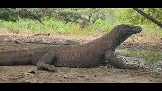 Big Male on Rinca island