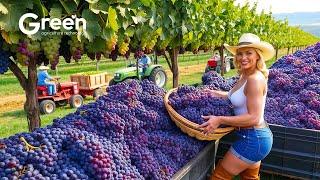 Grape Farming - Grape Harvesting & Wine Making Process in Factory  | Agriculture Technology