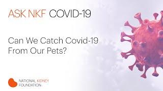 Can We Catch Covid-19 From Our Pets?
