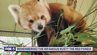 Rusty the red panda, who once famously escaped the National Zoo, has died | FOX 5 DC