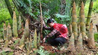 Harvest Bamboo Shoots to Sell - Meet an Abandoned Child & Lucky to Find His Mother