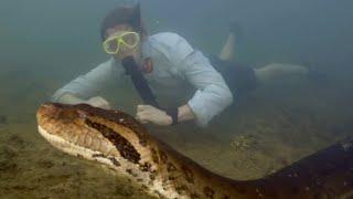 New species of green anaconda discovered in the Amazon in Brazil