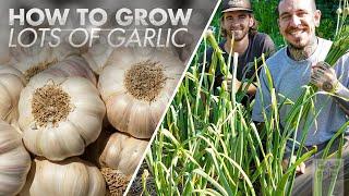 How to Grow a lot of Garlic at Home