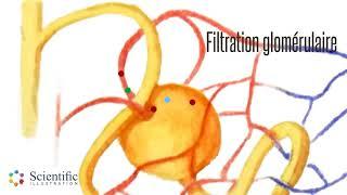 🩸 Filtration Glomérulaire - Réabsorption Tubulaire - Sécrétion Tubulaire - Néphron - Animation