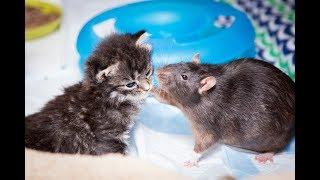 Brooklyn Cat Cafe Employs Rats To Care For Kittens | CUTE AS FLUFF