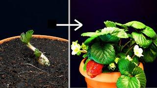Strawberry 40 days of growing - time lapse #greentimelapse #gtl #timelapse