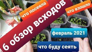 6 обзор всходов семян / Что посеяла/Что взошло/Что буду сеять в феврале