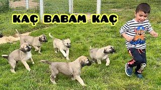 KANGAL KÖPEĞİ YAVRULARI ve YETİŞKİN KÖPEKLERE ETLİ ZİYAFET ve ZİYAFET SONRASI ÇOCUKLARLA OYUN KEYFİ