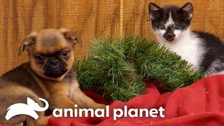 Cutest Puppy & Kitty Holiday Moments | Too Cute! | Animal Planet