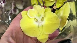 Неожиданная находка в новом поступлении орхидей в Бацентр.