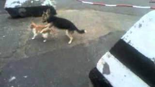 видео лесбиянок. кошка и собака