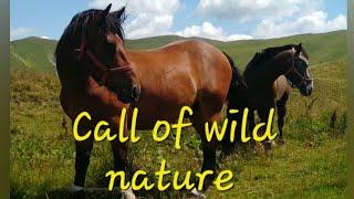 Call of the Wild Nature - Waterfalls and semi-wild horses