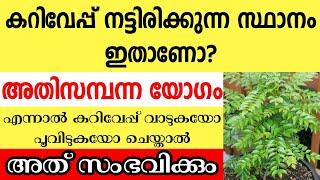 കറിവേപ്പ് വീടിന്റെ ഈ ഭാഗത്താണെങ്കിൽ അതിസമ്പന്ന യോഗം,മറിച്ചായാൽ  ആപത്ത് Astrology malayalam