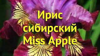 Ирис сибирский Мисс Эппл. Краткий обзор, описание характеристик iris sibirica Miss Apple