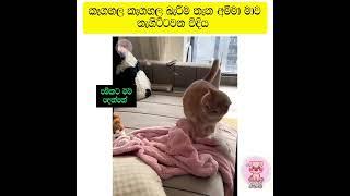 #trend#cat#funnyanimals#funny#srilanka#trending#trendingshorts#tiktok#shorts#short#viralshort#video