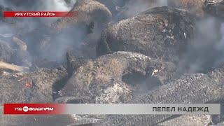 Массовые сжигания погибшего скота проводят в Иркутском районе для борьбы с узелковым дерматитом