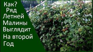 Как выглядит? летняя малина на 2 год после посадки